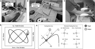 Dynamic Wrist Flexion and Extension Fatigue Induced via Submaximal Contractions Similarly Impairs Hand Tracking Accuracy in Young Adult Males and Females